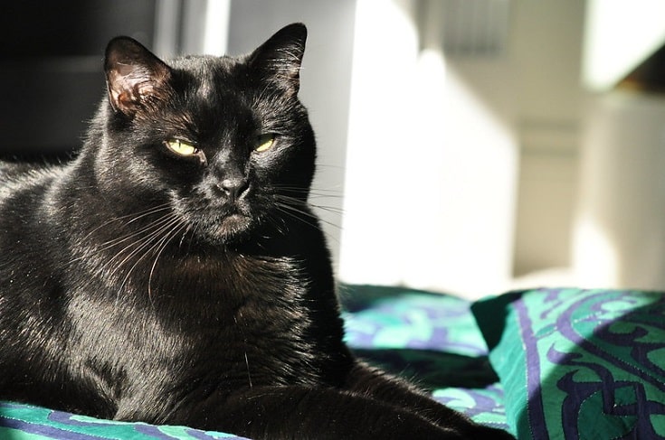 How Long Do Bombay Cats Live? Vet-Verified Facts & Data