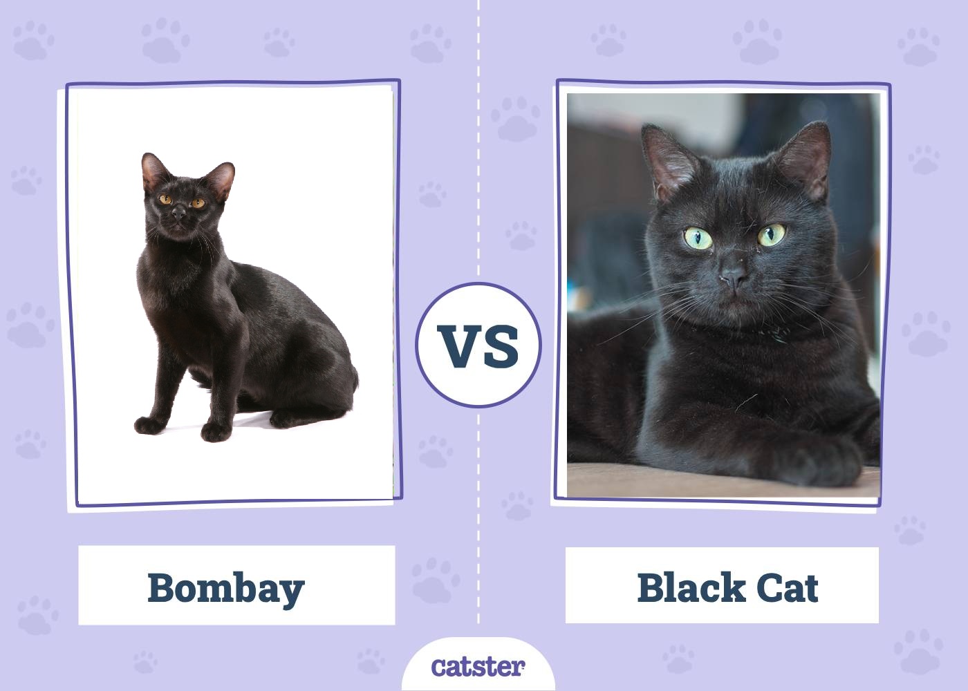 Bombay Cat vs Black Cat: The Differences (With Pictures)