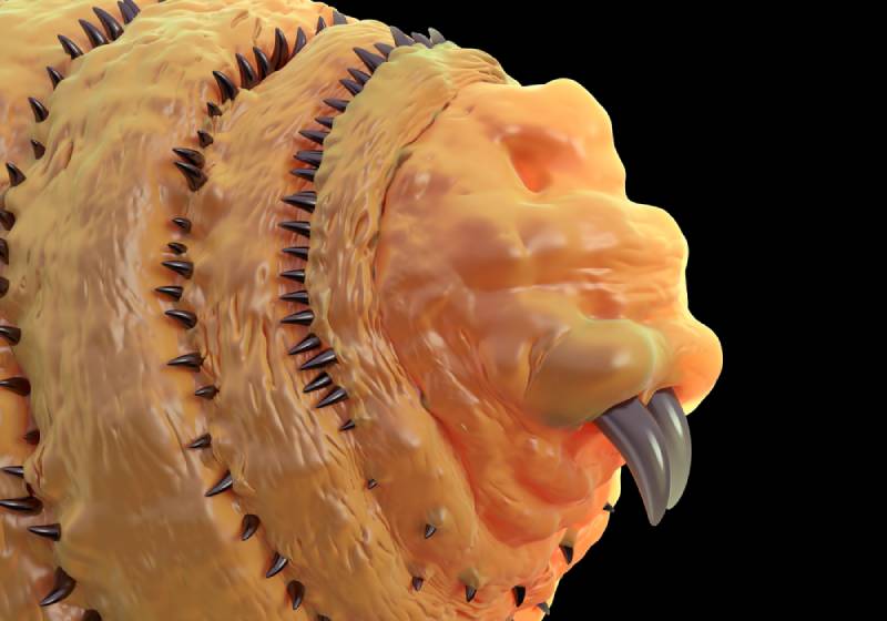 Botflies in Cats: Signs, Causes & Care (Vet Verified)