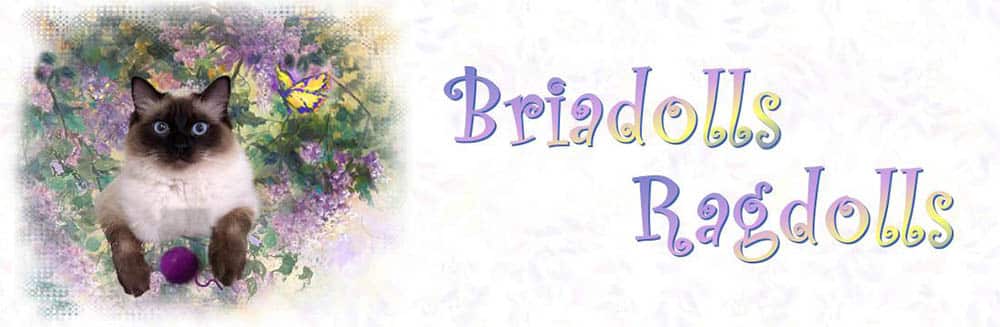 Briadolls-Ragdolls