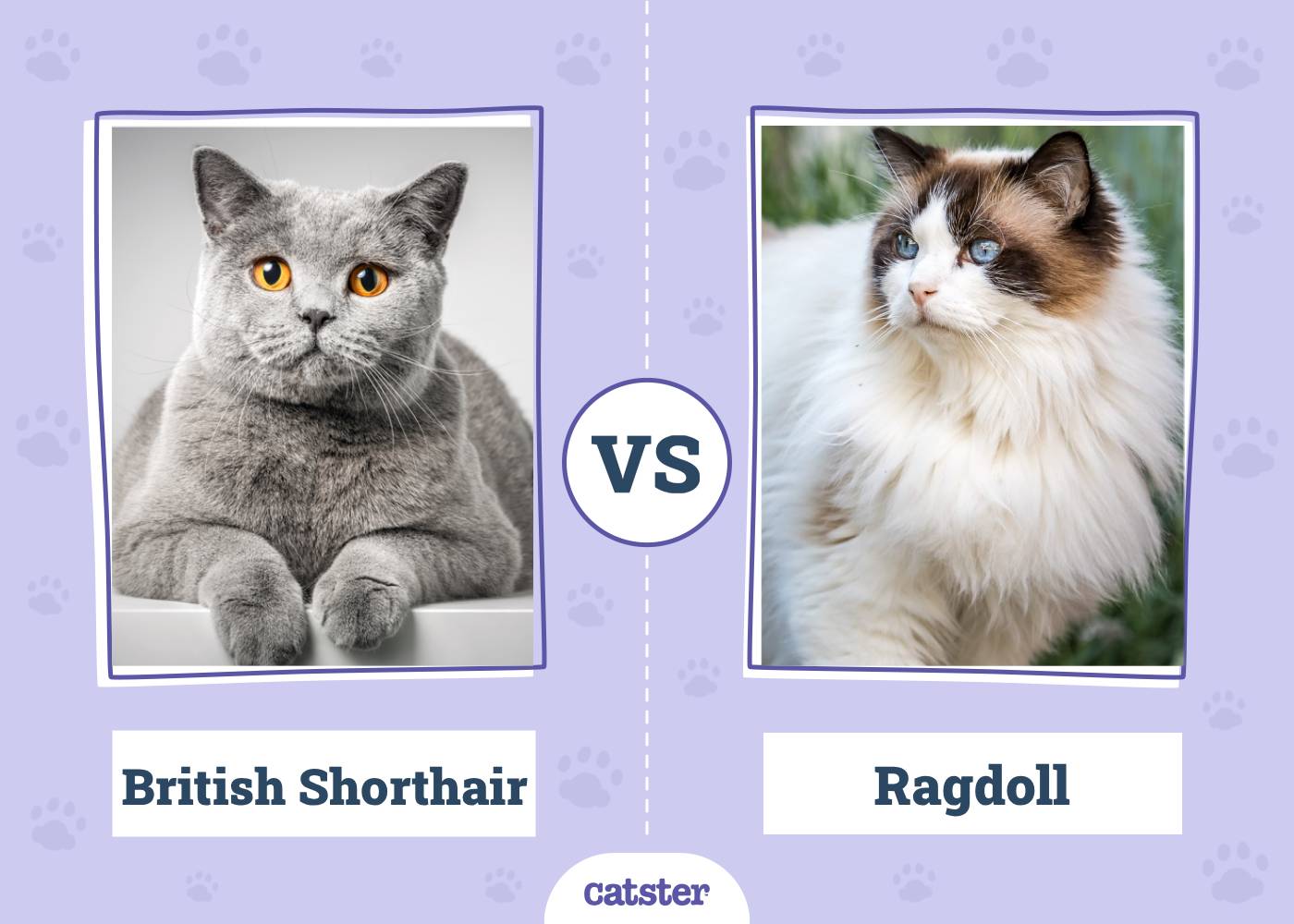 British Shorthair Cat vs Ragdoll Cat: What's the Difference? (With Pictures)