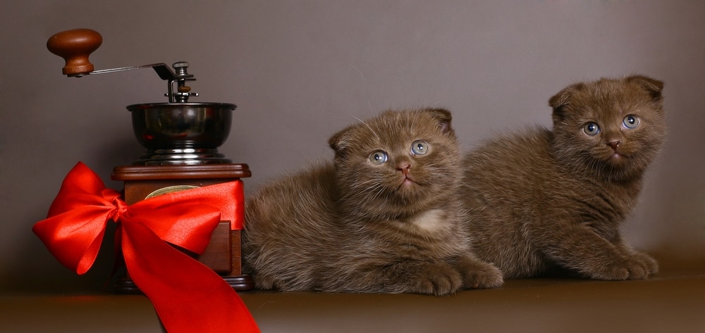 Brown Scottish Fold Cat: Info, Pictures, Facts & History
