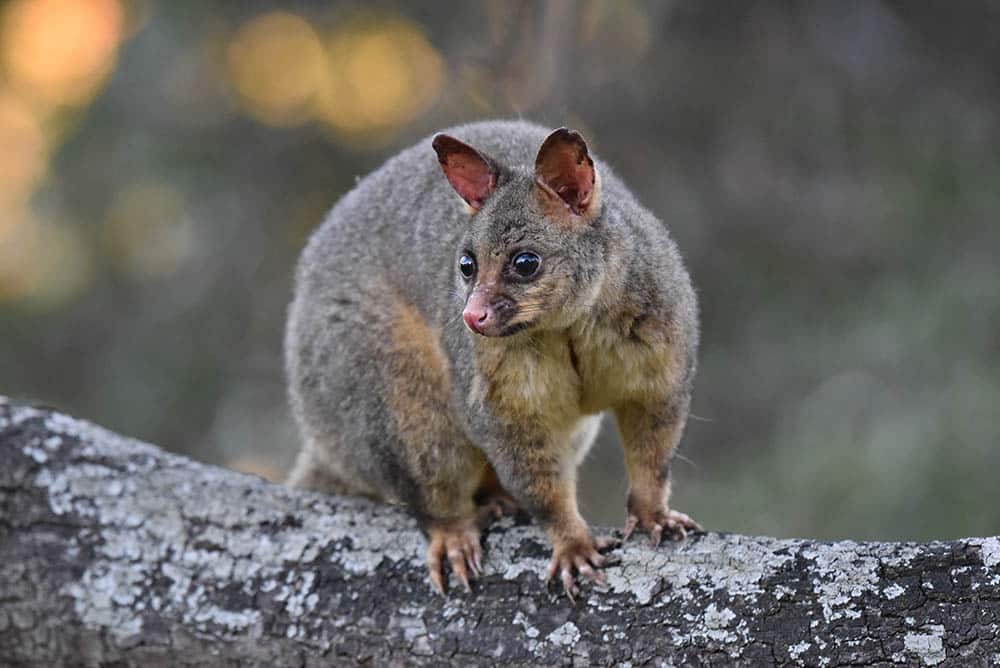 How To Keep Possums Away from Cat Food: 11 Great Ways
