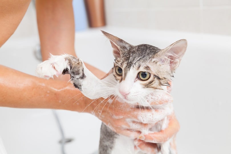 How Do I Calm a Cat Down for a Bath? 6 Vet-Approved Tips to Try