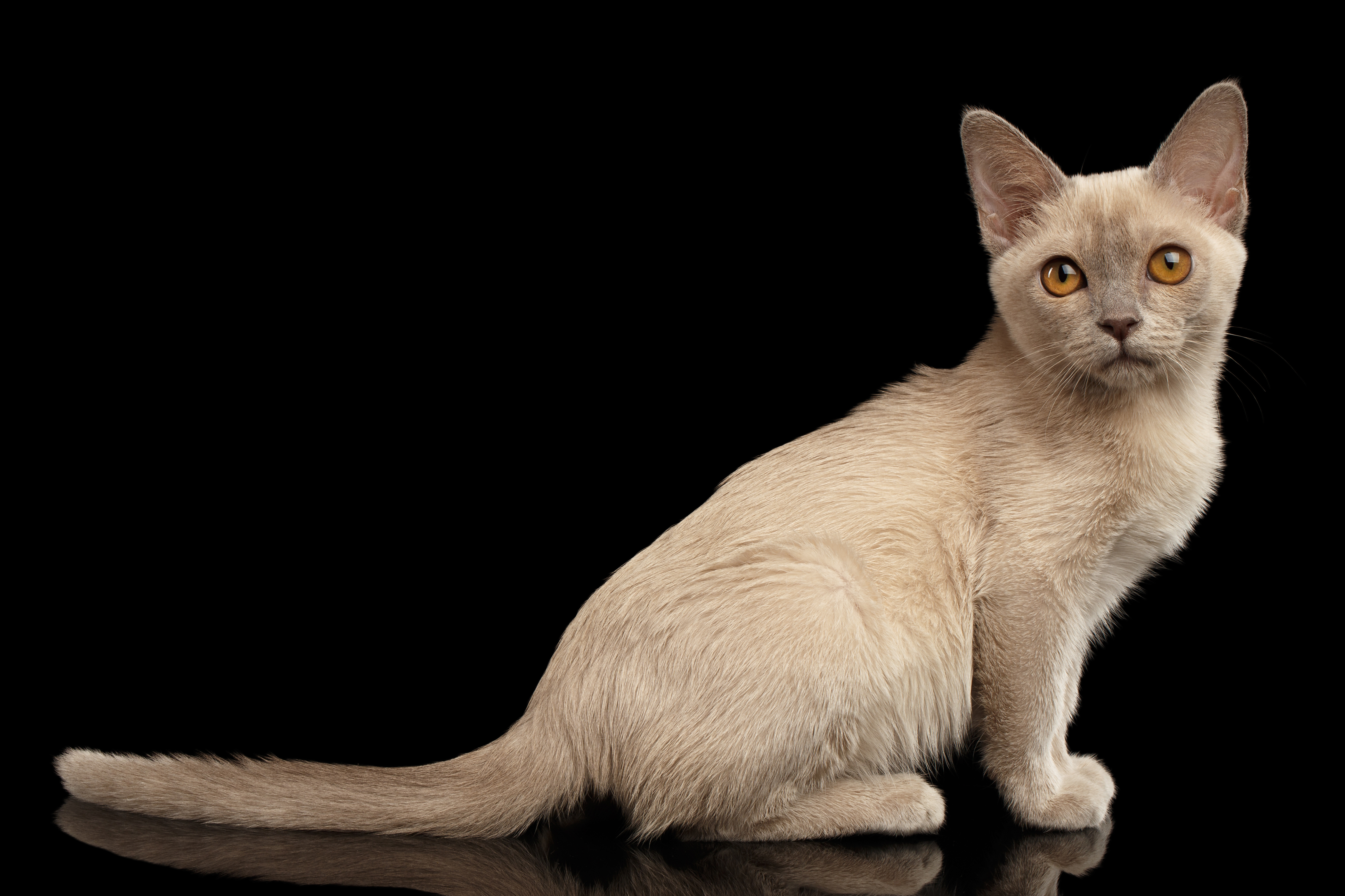 How Much Does a Burmese Cat Cost in 2026? (Updated Price Guide)