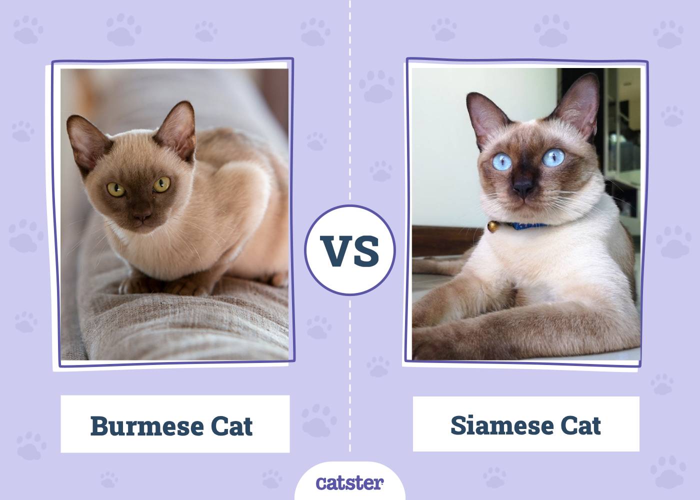 Burmese vs. Siamese Cat: What’s the Difference? (With Pictures)