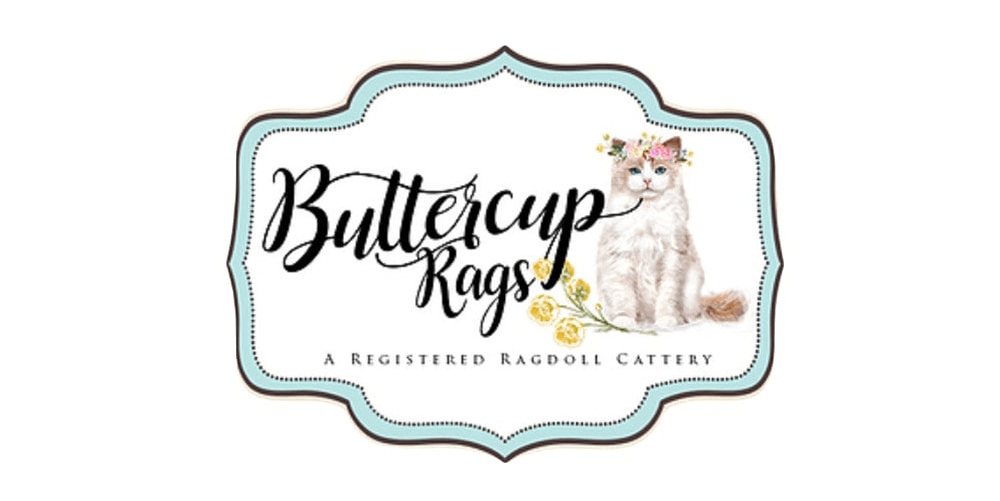 Buttercup Ragdolls
