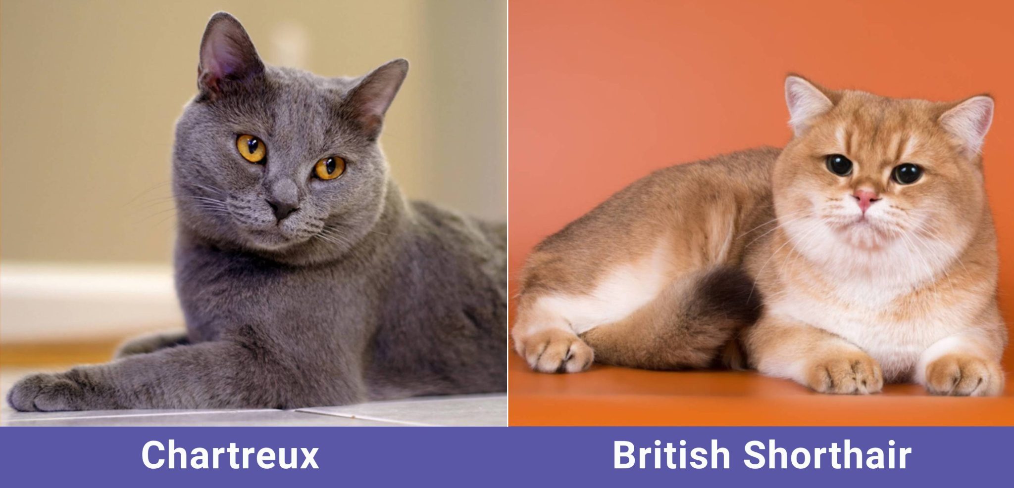 CATSTER side by side Chartreux VS British Shorthair
