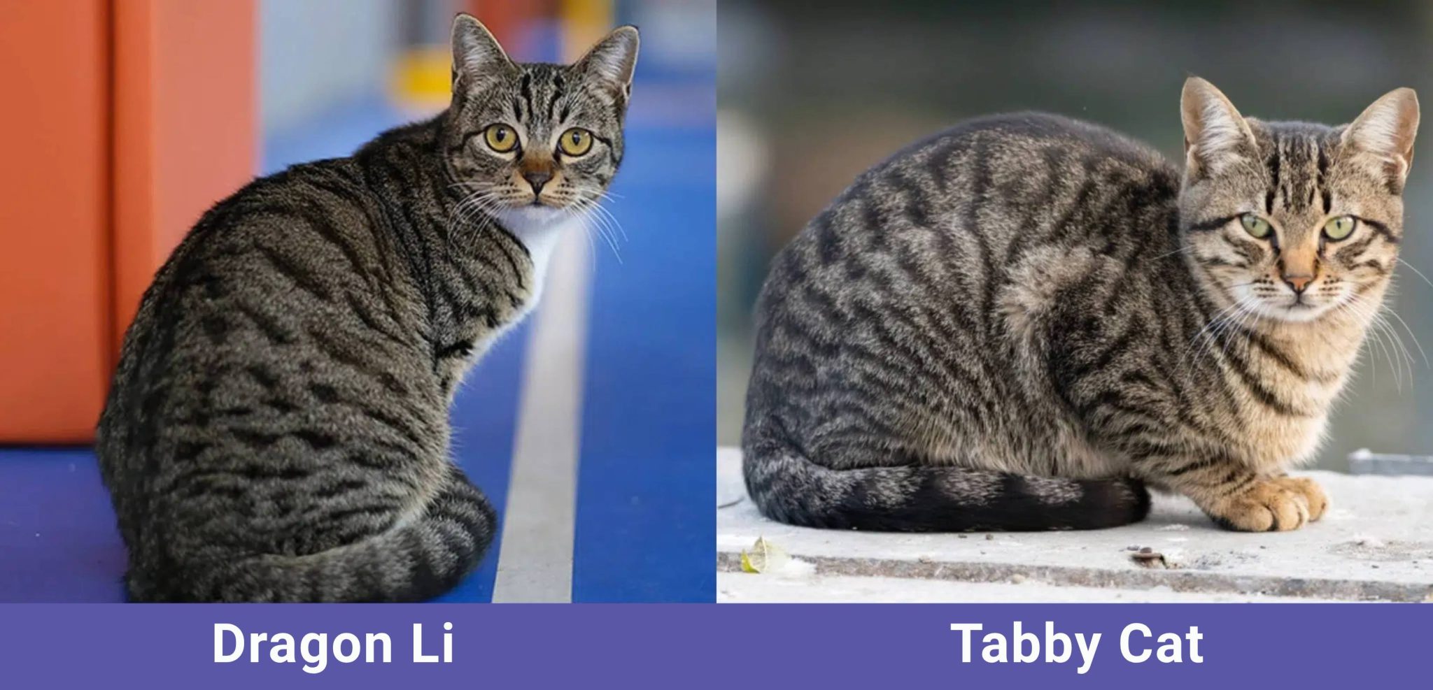 CATSTER side by side Dragon Li VS Tabby Cat