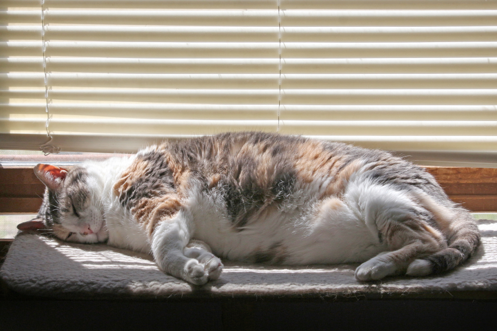 10 DIY Cat Window Perches You Can Build Today (With Pictures)