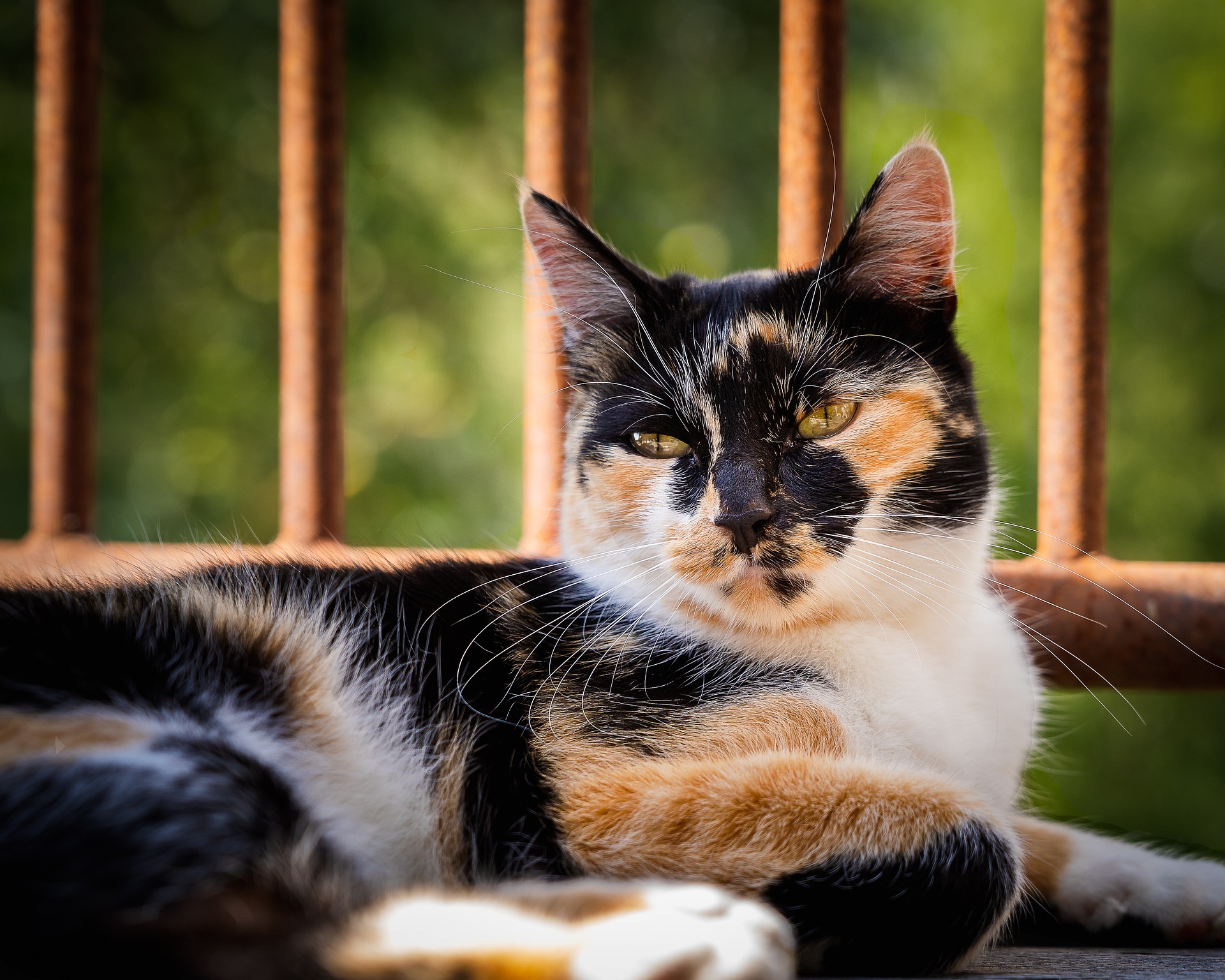 13 Rarest Cat Patterns & Coat Colors (With Pictures)