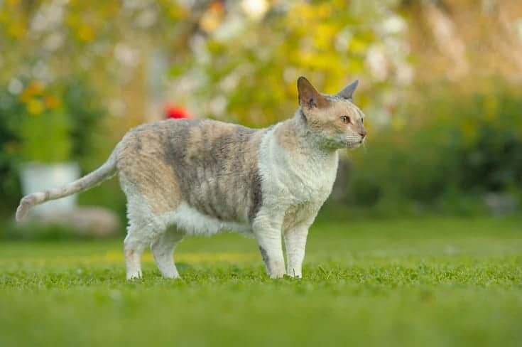 Cornish Rex Price: What They Cost in 2026