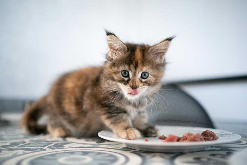 Calico Main Coon kitten eating from a plate