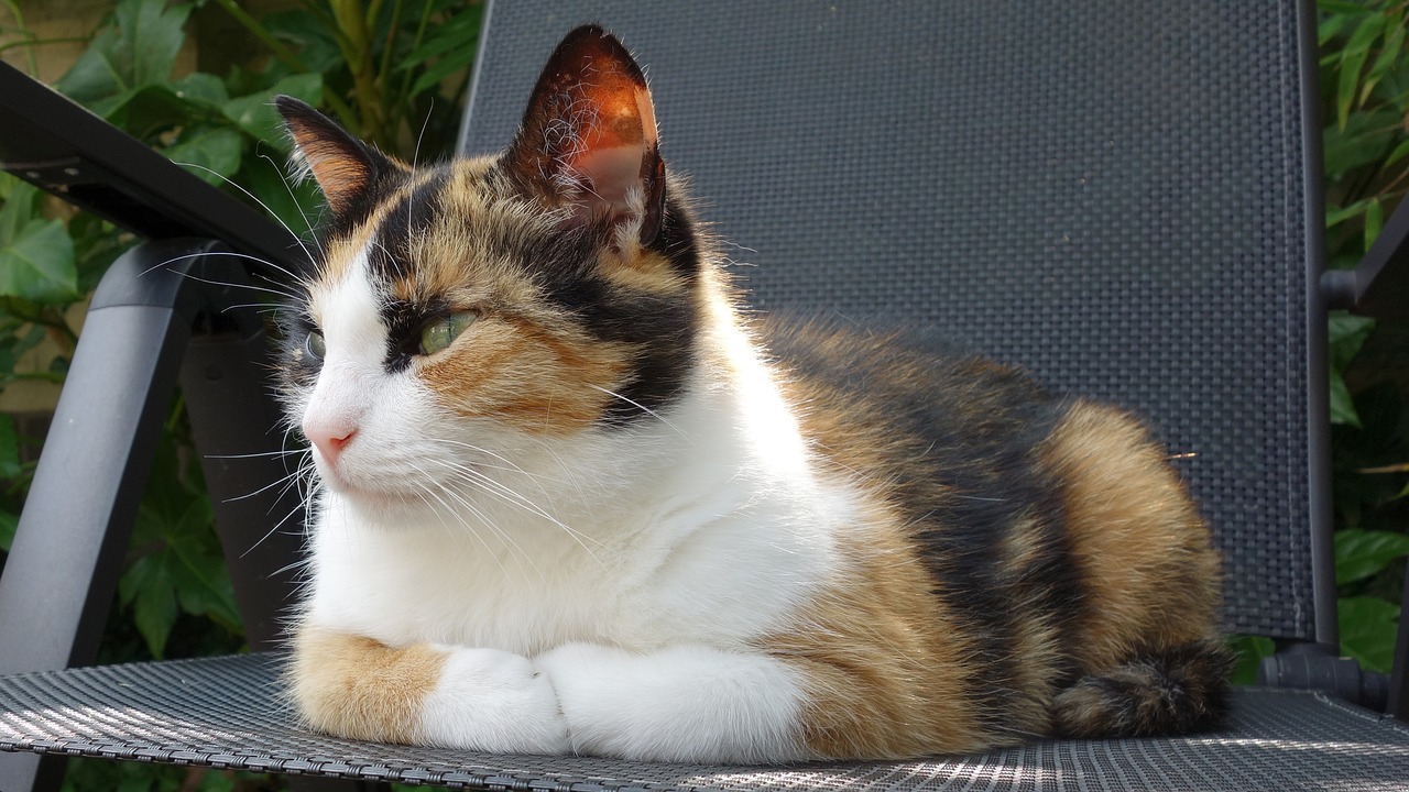 Are Calico Cats Autistic? Vet-Reviewed Facts & FAQ