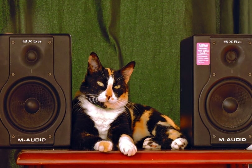What Kind of Music Do Cats Like? What Science Says (Vet-Verified)