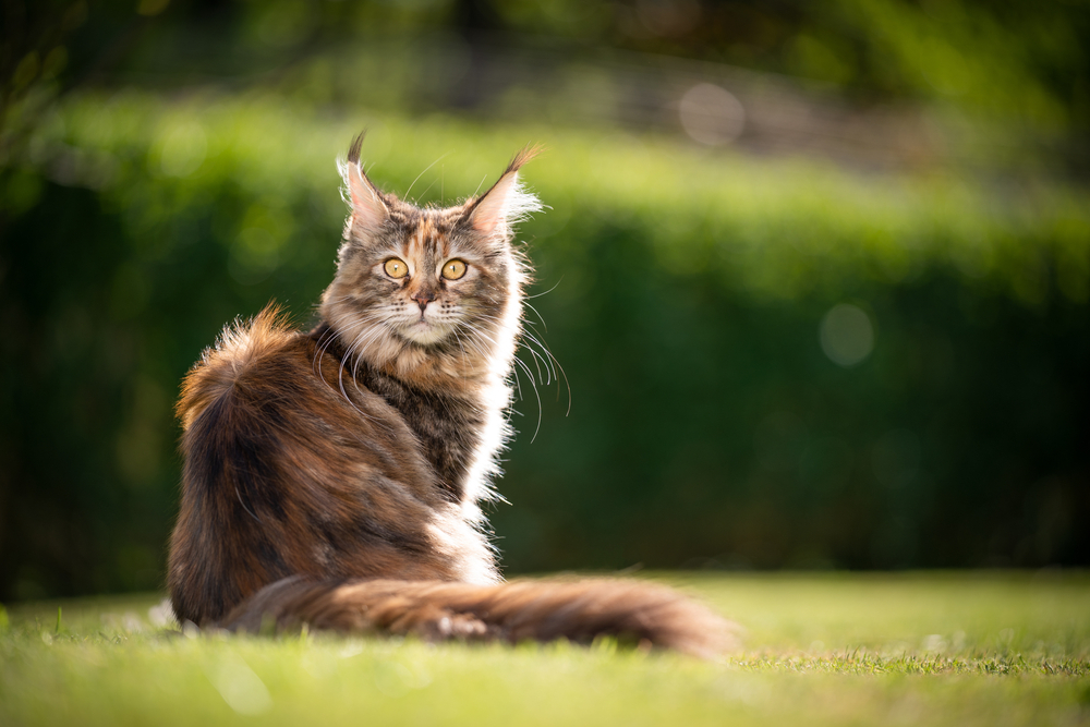 Boost Your Cat’s Protection This Summer with Great Deals on Flea & Tick Prevention at PetSmart