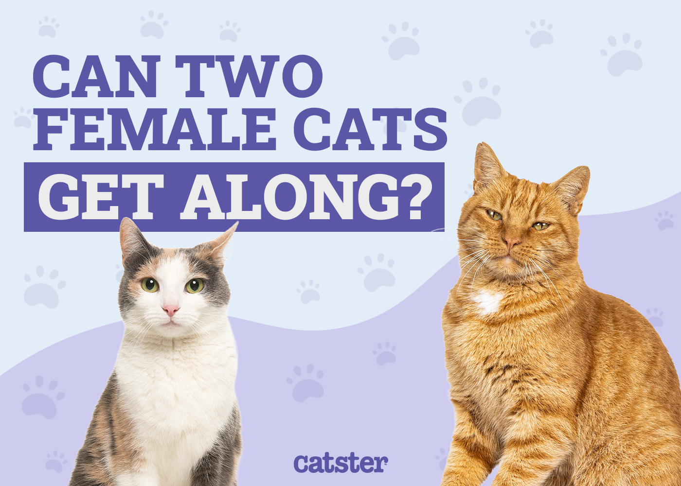 Can Two Female Cats Get Along? Vet-Verified Info & Introduction Tips