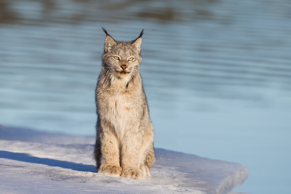 Canadian Lynx on the edge of ice along Alaska highway