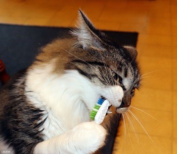 9 Best Cat Toothbrushes in 2026 - Reviews & Top Picks