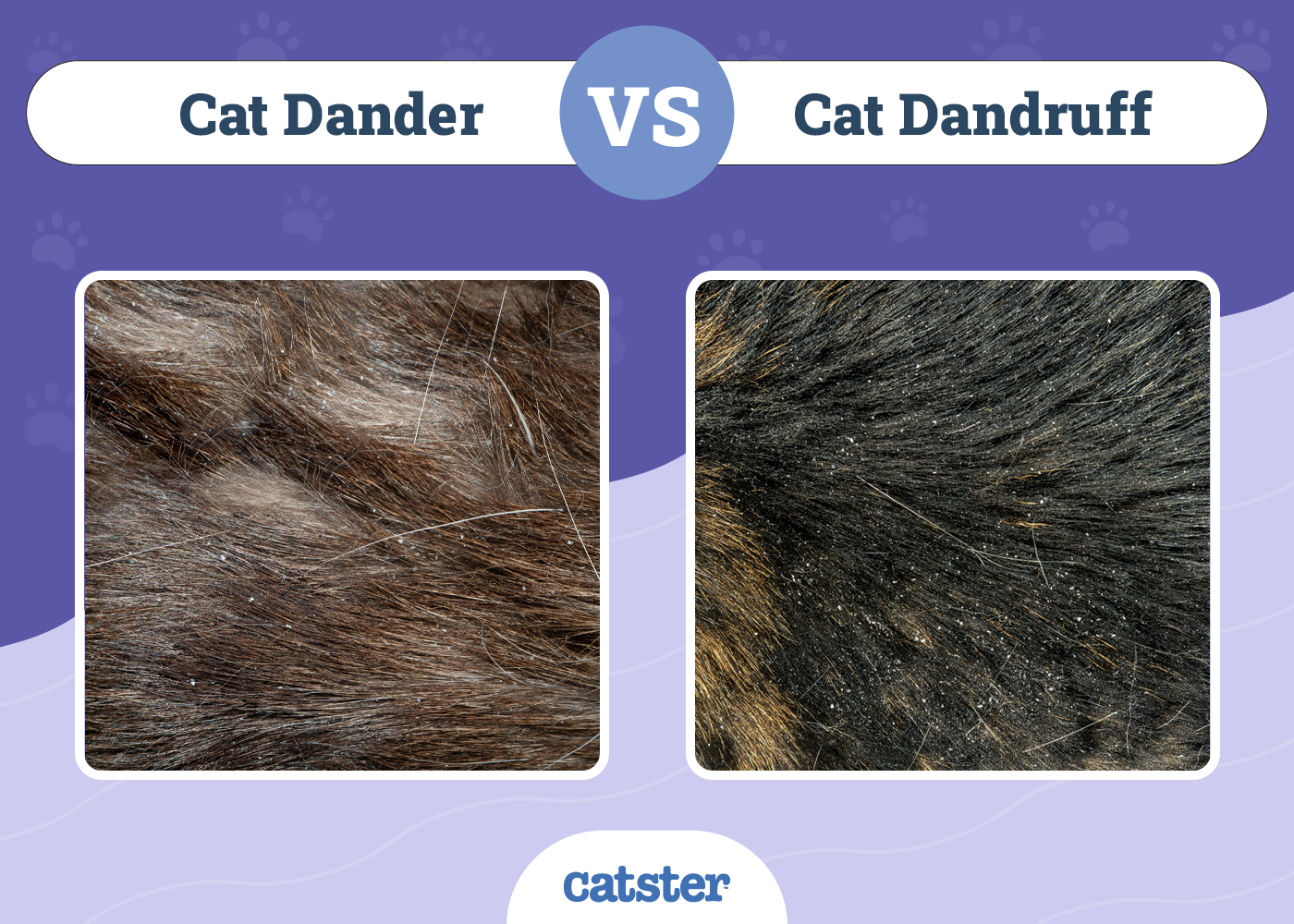 Cat Dander vs Dandruff: How to Tell Them Apart (With Pictures)