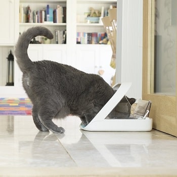 5 Best Raccoon-Proof Cat Feeders in 2026: Reviews & Top Picks