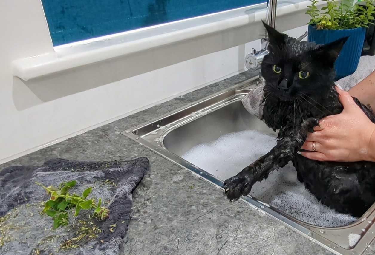 Cat gest a catnip bath