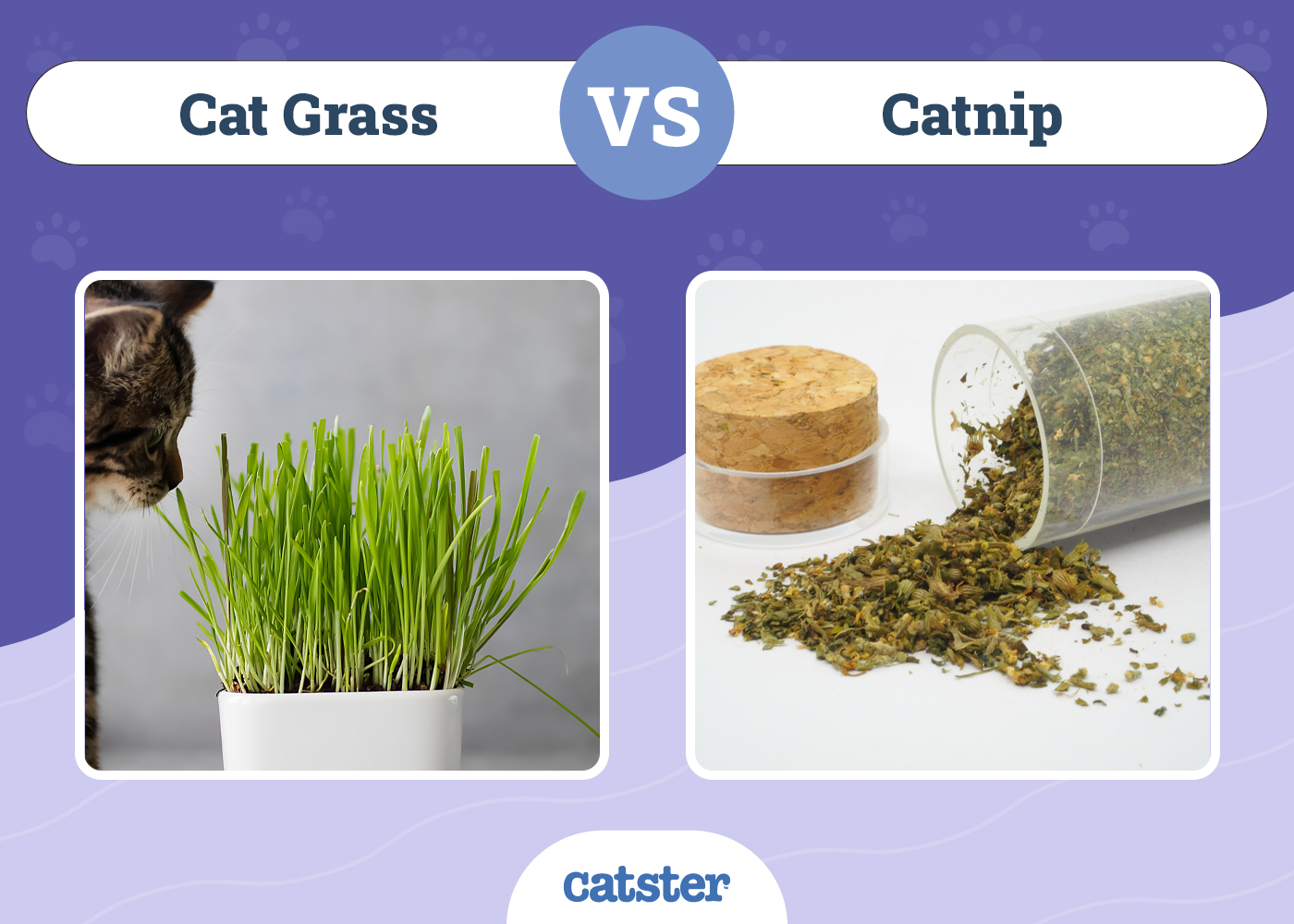 Cat Grass vs. Catnip: Vet-Verified Differences