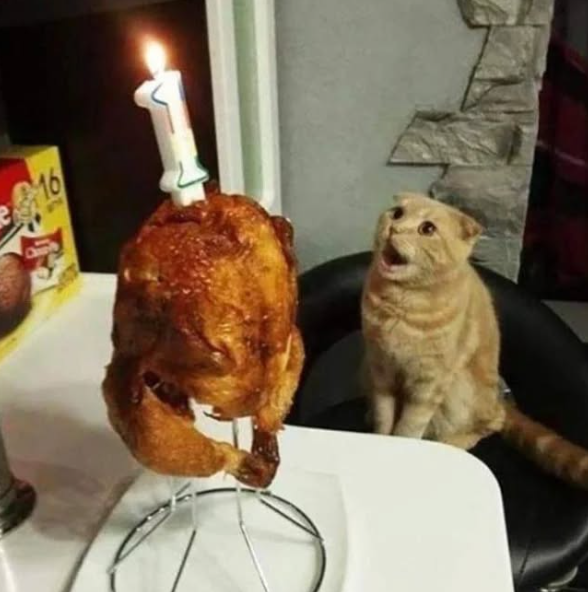 Cat Meme