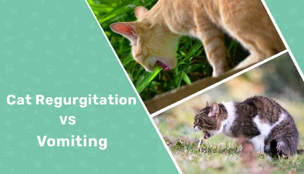 Cat Regurgitation vs. Vomiting: Vet Reviewed Differences & How to Help