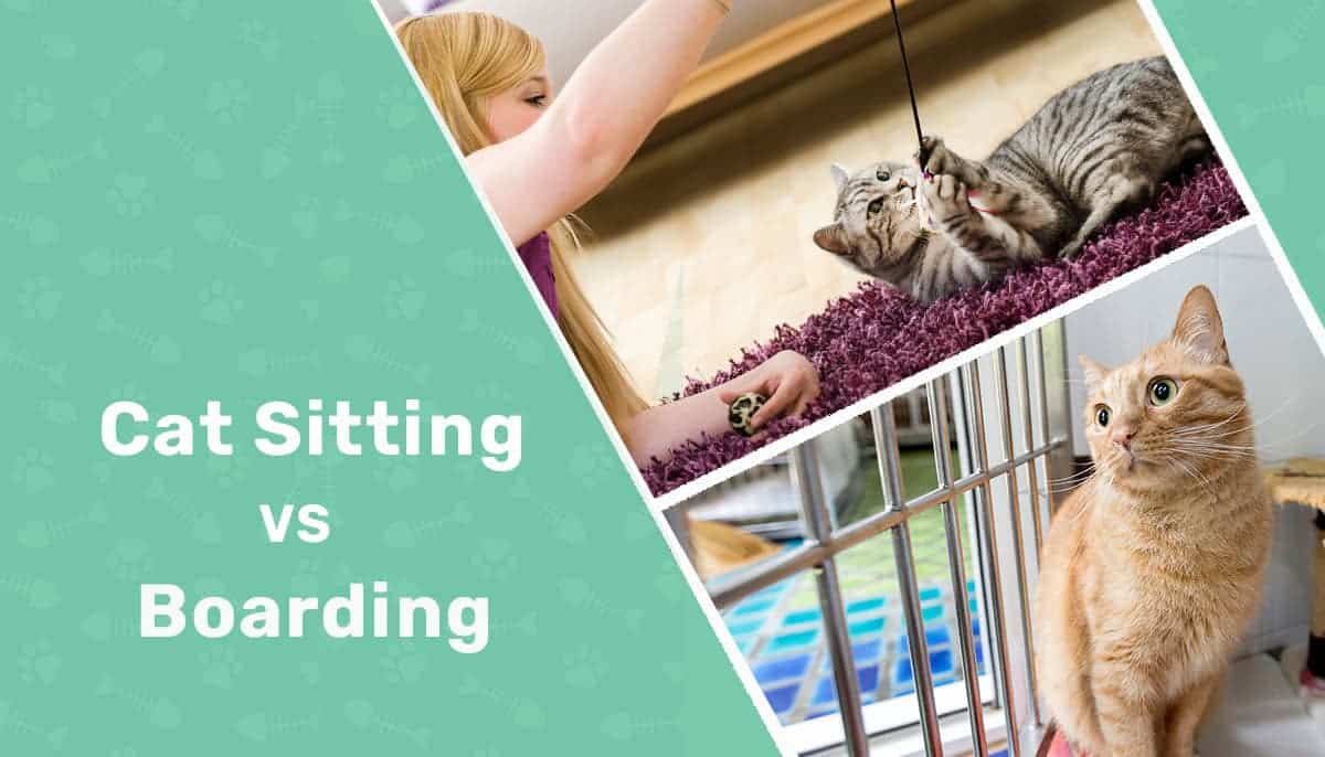Cat Sitting vs Boarding: What to Consider, Pros & Cons (Vet Reviewed)