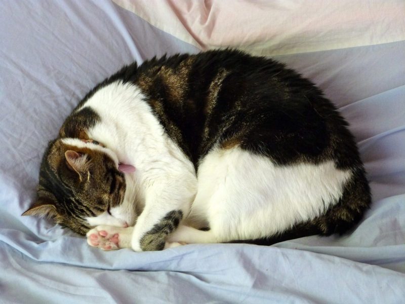 Cat Sleeping