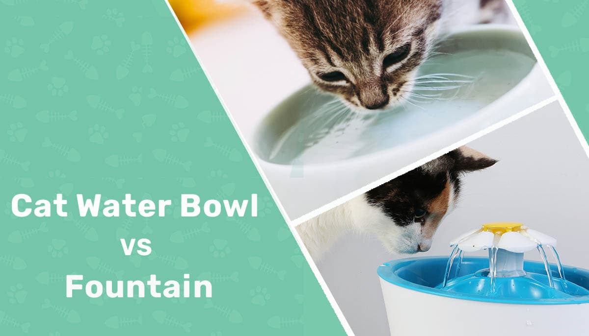 Cat Water Bowl vs Fountain: Main Differences (With Pictures)