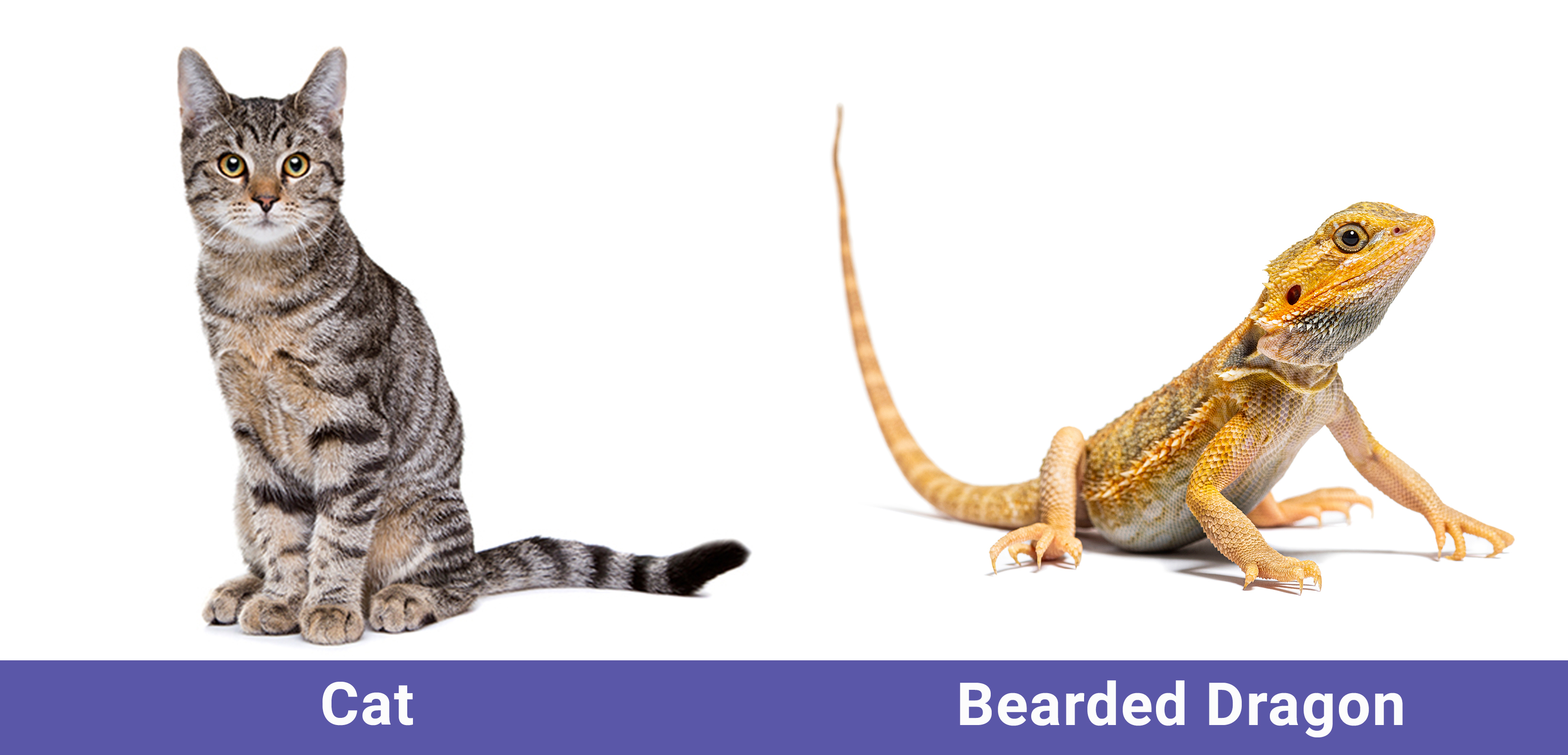 Will My Cat Eat My Bearded Dragon? Coexisting & Socialization Tips