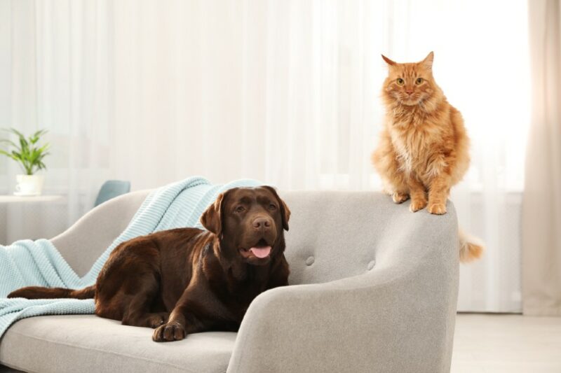 Do Cats Think Dogs Are Cats? Vet-Reviewed Science & Info