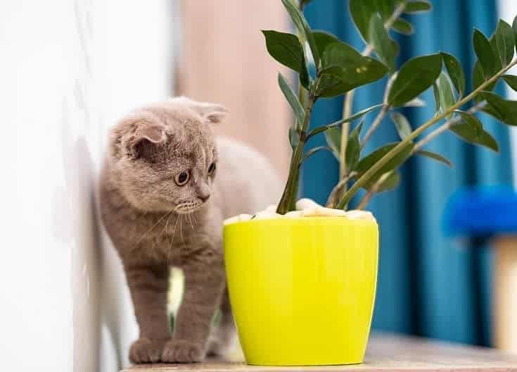 Cat Deterrent Plants: 10 Vet-Approved Herbs (With Pictures)