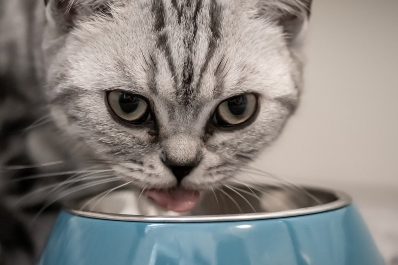 11 Best Water Bowls for Cats in 2026 - Reviews & Top Picks