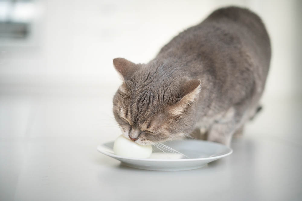 Cat eating egg on a plate