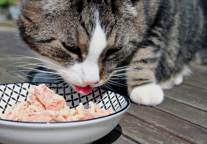 5 Best Fresh Cat Food Delivery Services in Australia in 2026 – Reviews & Top Picks