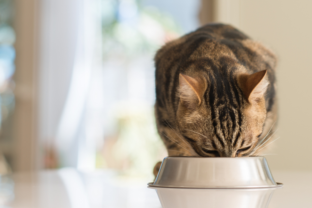Cat eating from a food bowl over a counter