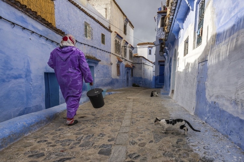 Why Do Cats Follow Strangers? 7 Possible Vet-Reviewed Reasons