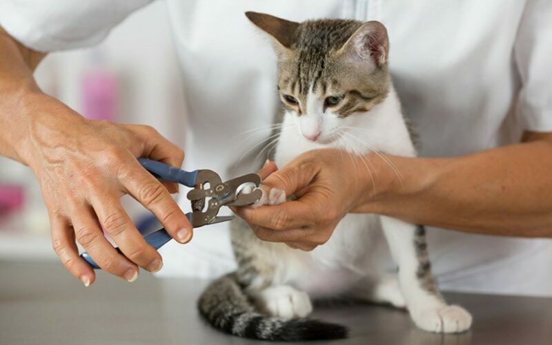Cat Pedicures: What's Involved? Vet-Approved Facts & Explanation