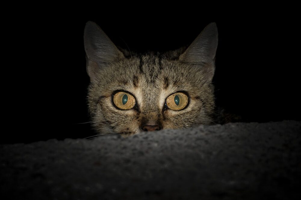 Can Cats See Guardian Angels? Vet-Verified Ocular Science & Info