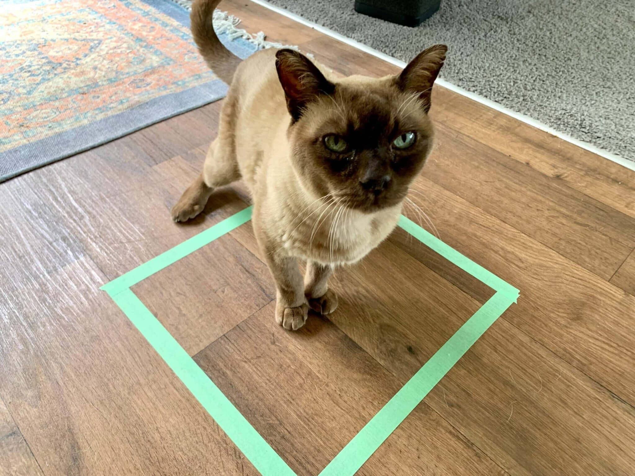 Why Do Cats Sit on Squares, Even If It's Just Tape? 8 Vet-Reviewed Reasons