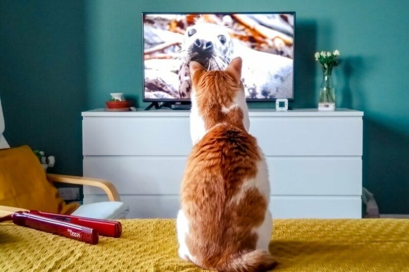 Can Cats Watch Baby Sensory Videos? Is It Good for Them? (Vet-Reviewed)
