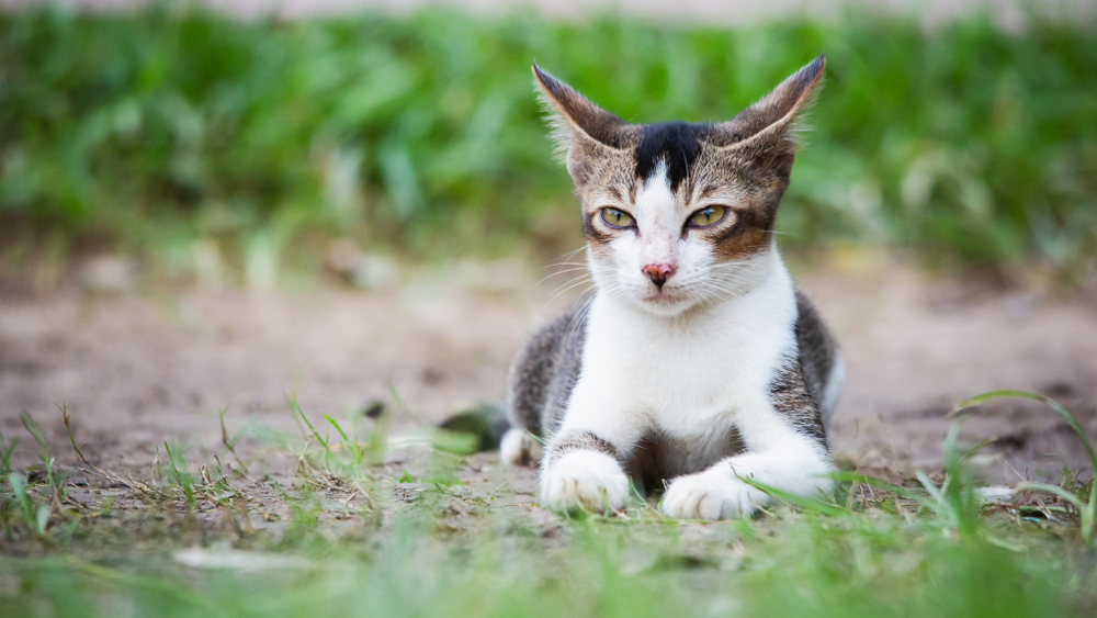 Cat Airplane Ears: 4 Vet-Verified Reasons Why Cats Do This, Facts & FAQ