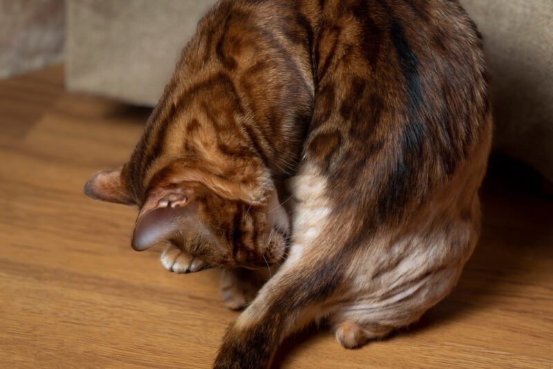 Why Is My Cat Losing Hair on Their Tail? 8 Vet-Verified Reasons