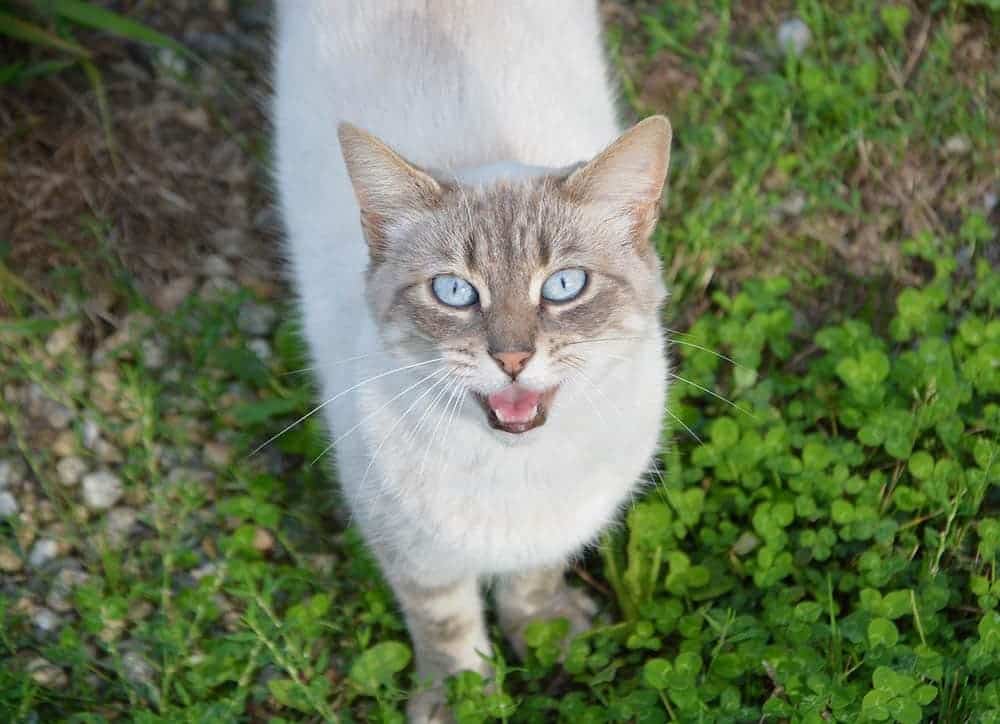 Why Does My Cat Chase Me? 8 Vet-Reviewed Reasons & What to Do