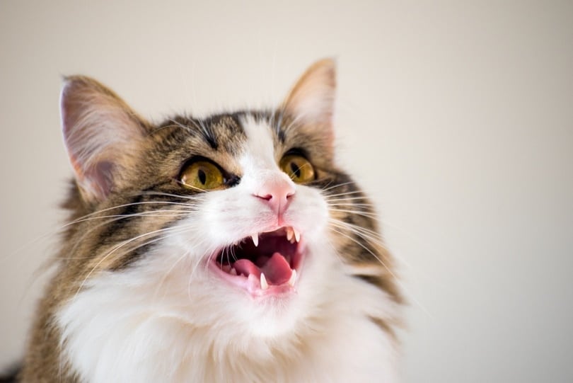 Why Did My Cat Lose His Voice? 5 Vet-Reviewed Potential Reasons