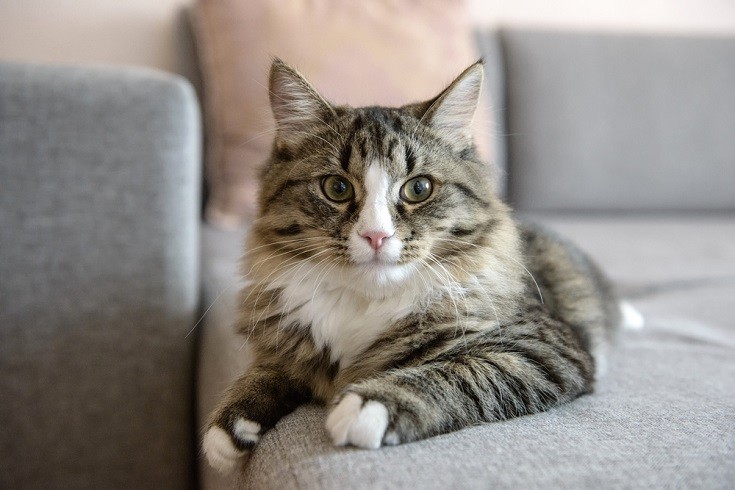 10 Cat-Friendly Couch & Furniture Fabrics for Cat Hair and Claws
