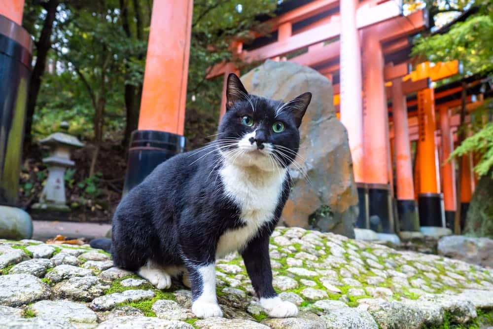 Why Are Cats More Popular Pets in Japan Than Dogs? (Japanese Cat Lore)
